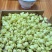 横县茉莉花干