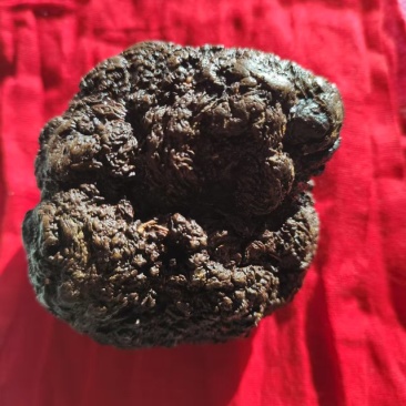 羊结石羊宝