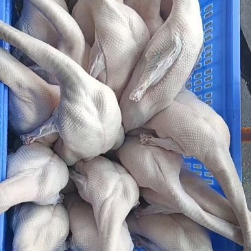 新鲜广东清远黑棕鹅