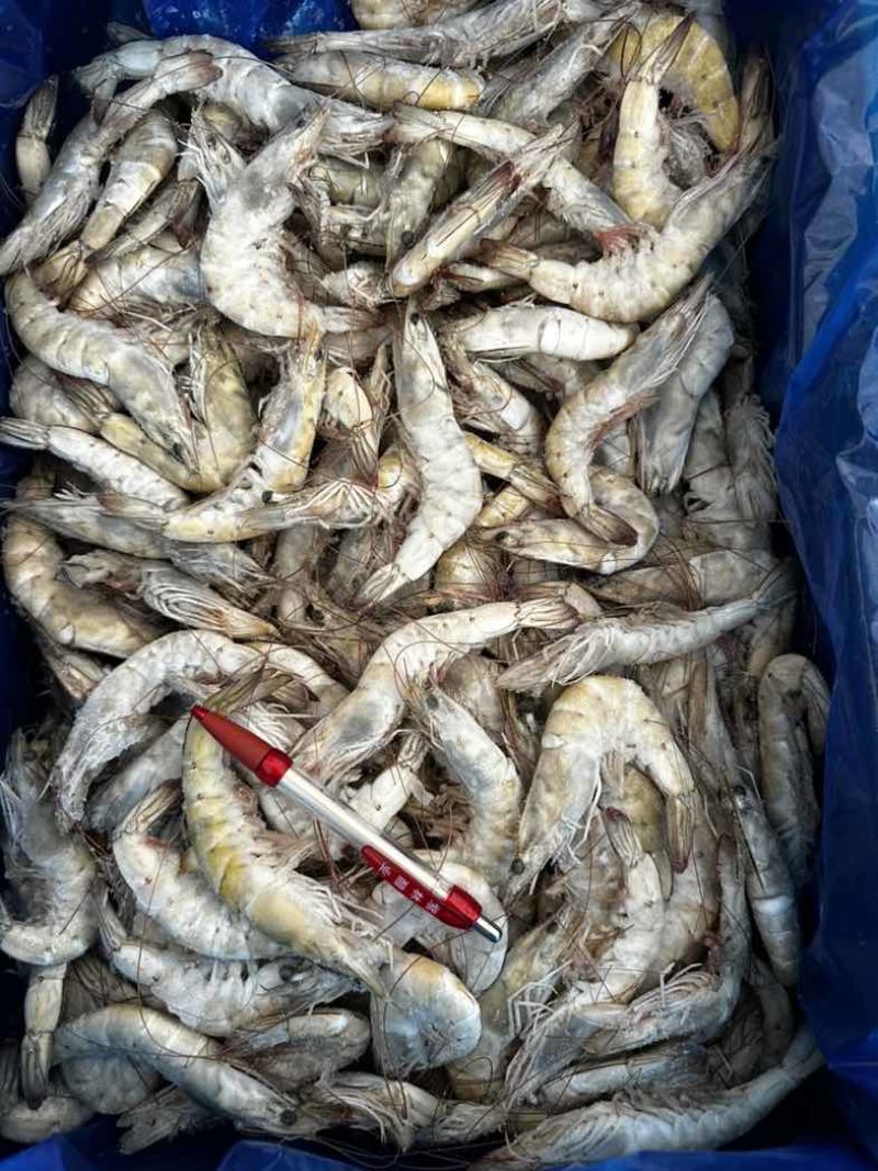 30/40厄瓜多尔白虾大小个头均匀肉质紧实一件24斤