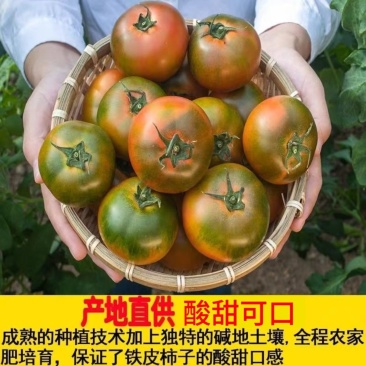 草莓西红柿铁皮柿子铁皮柿子碱地柿子水果番茄