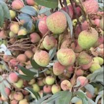 廉江荔枝