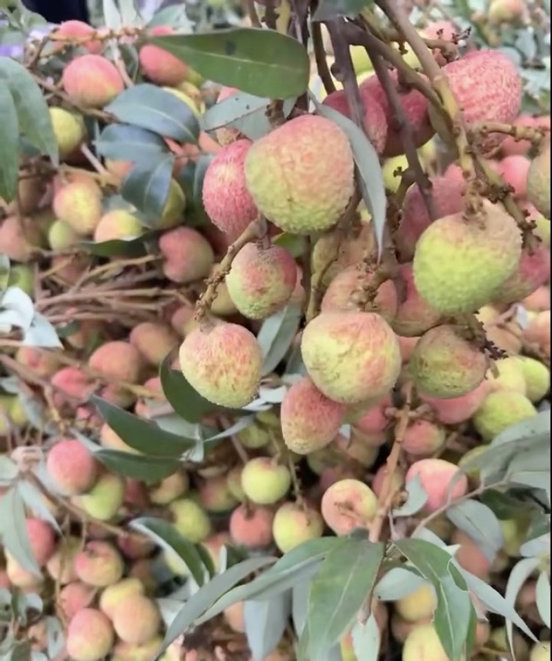 廉江荔枝
