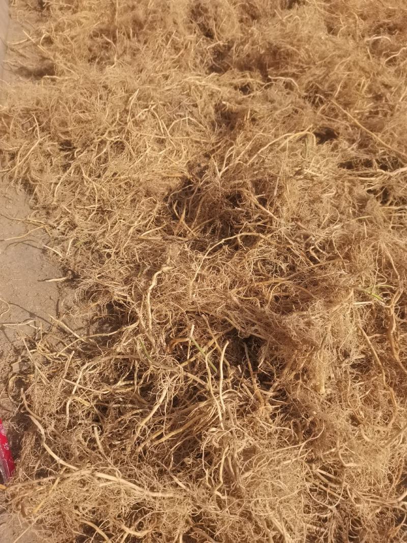 白钱草