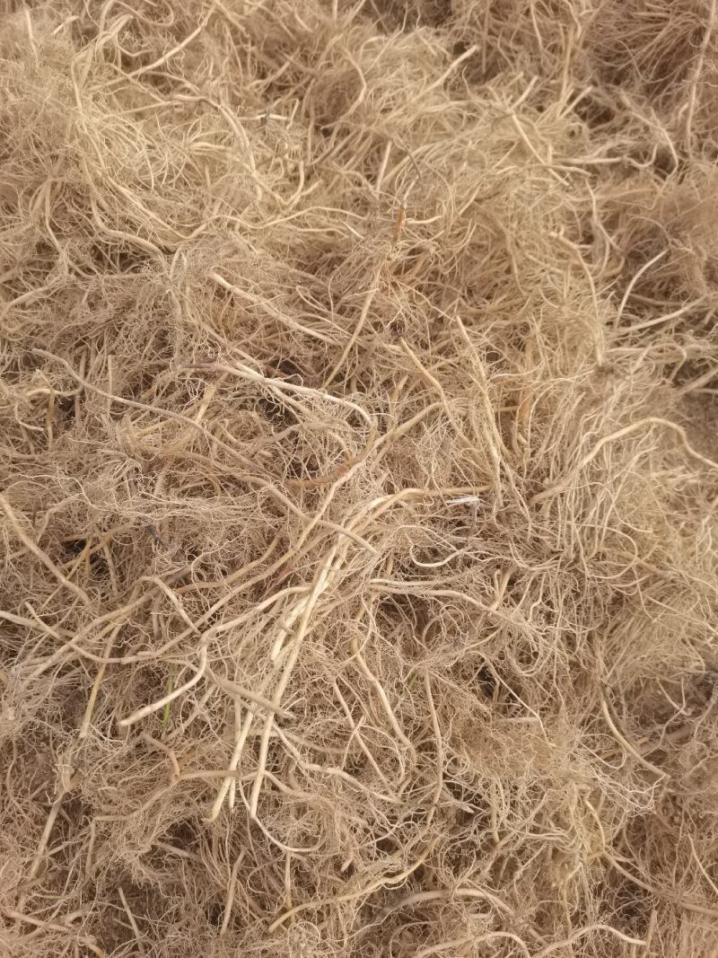 白钱草