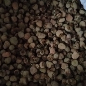 干覆盆子