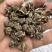 猫爪草黄皮尖爪精品货有需要的老板联系🤝