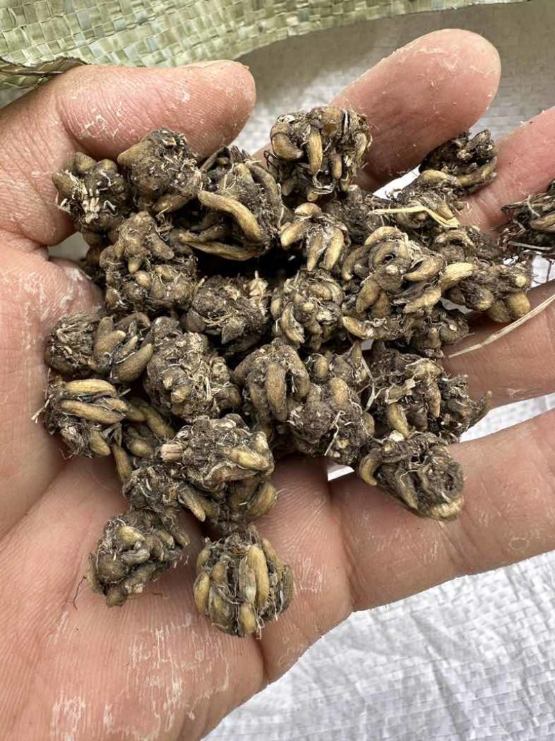 猫爪草黄皮尖爪精品货有需要的老板联系🤝