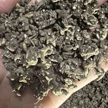 猫爪草黄皮尖爪精品货有需要的老板联系🤝