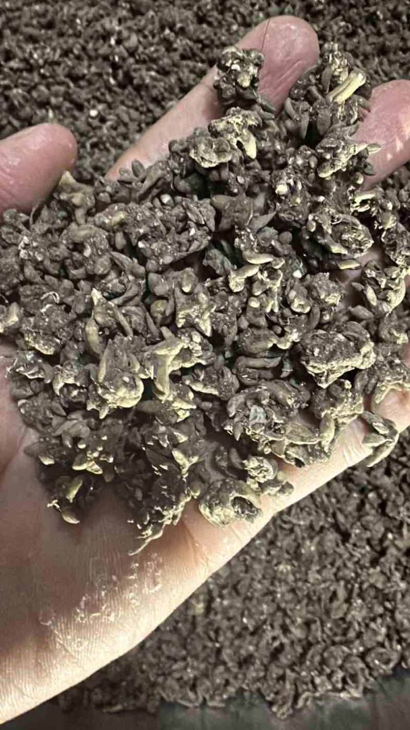 猫爪草黄皮尖爪精品货有需要的老板联系🤝