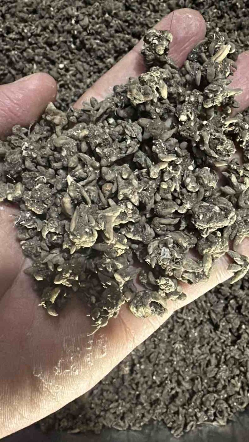 猫爪草黄皮尖爪精品货有需要的老板联系🤝