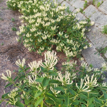 金银花新货