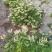 金银花新货