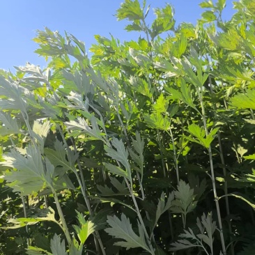 鲜艾草量大从优