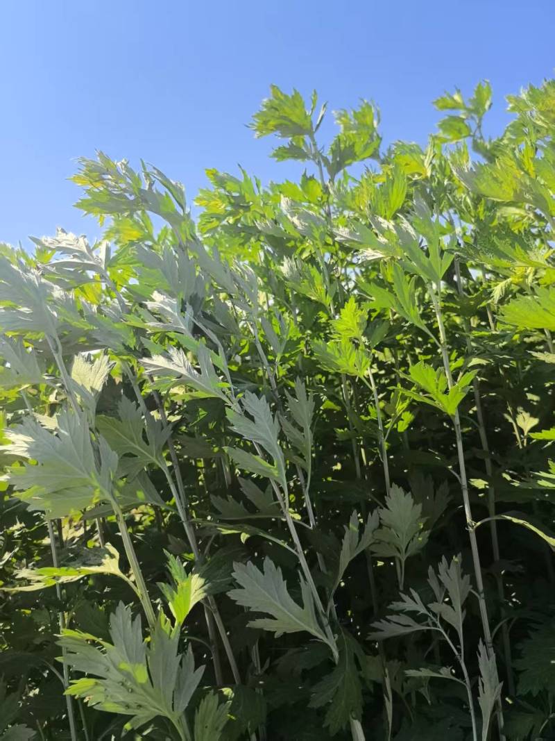 鲜艾草量大从优