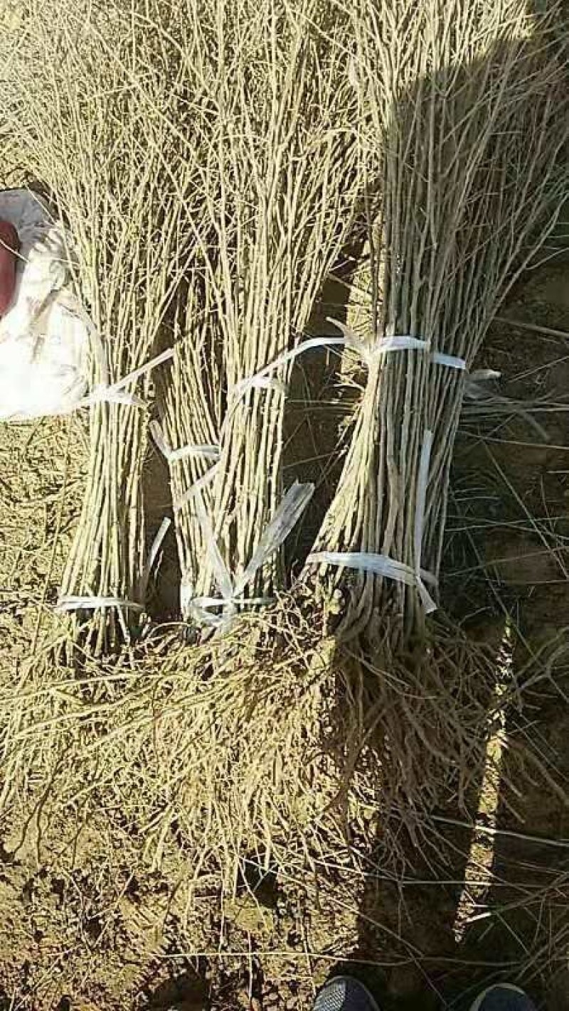 黑枸杞苗