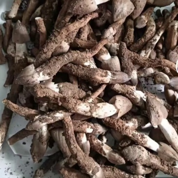 鸡枞菌