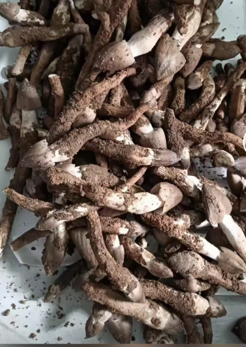 鸡枞菌