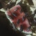 山东蟋蟀