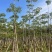 本地木棉5-20分，大量低价出售