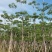 本地木棉5-20分，大量低价出售