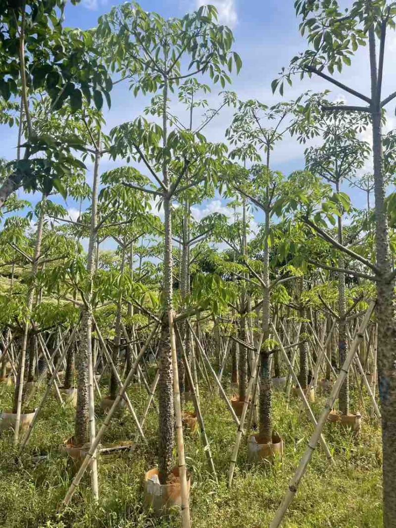 本地木棉5-20分，大量低价出售