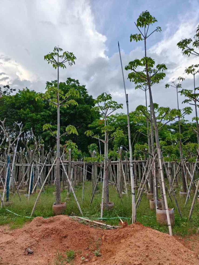 本地木棉5-20分，大量低价出售
