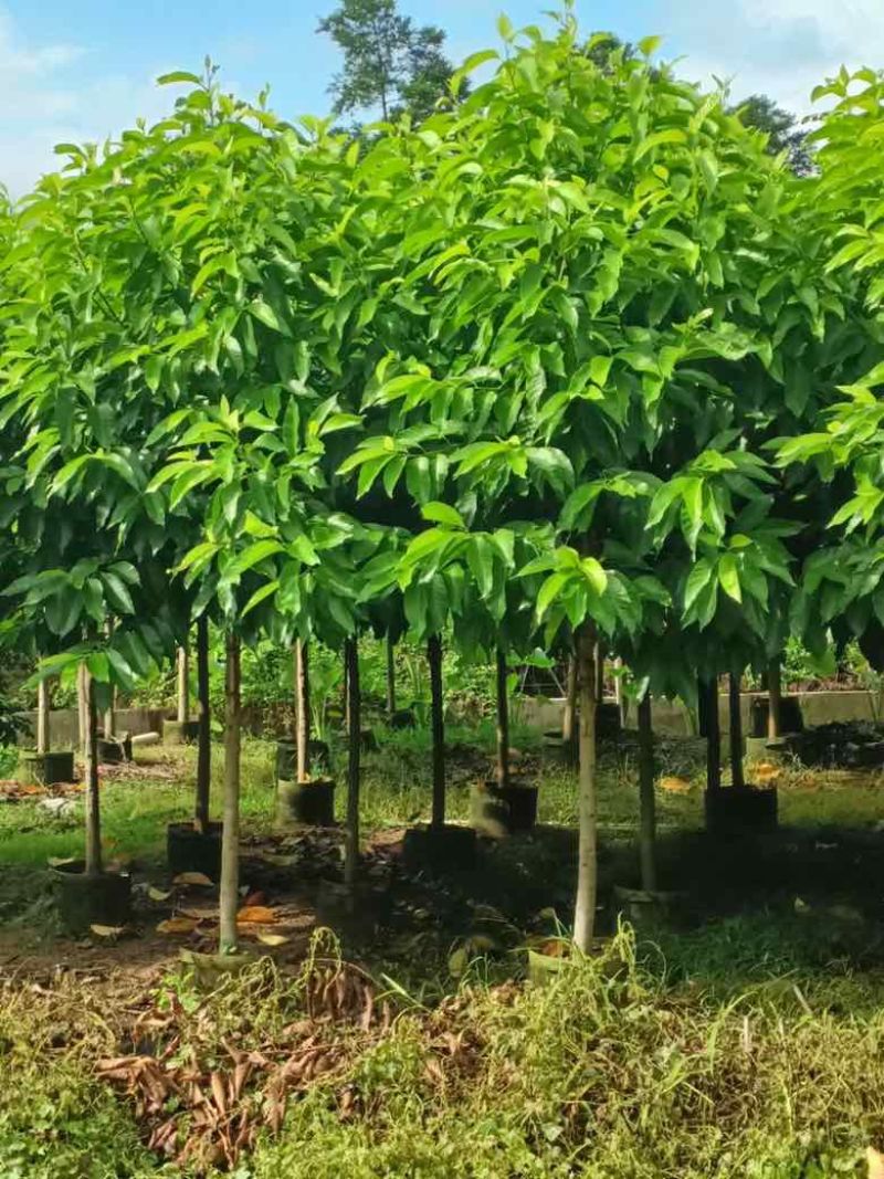 白玉兰3-18分，各种规格，大量低价出售