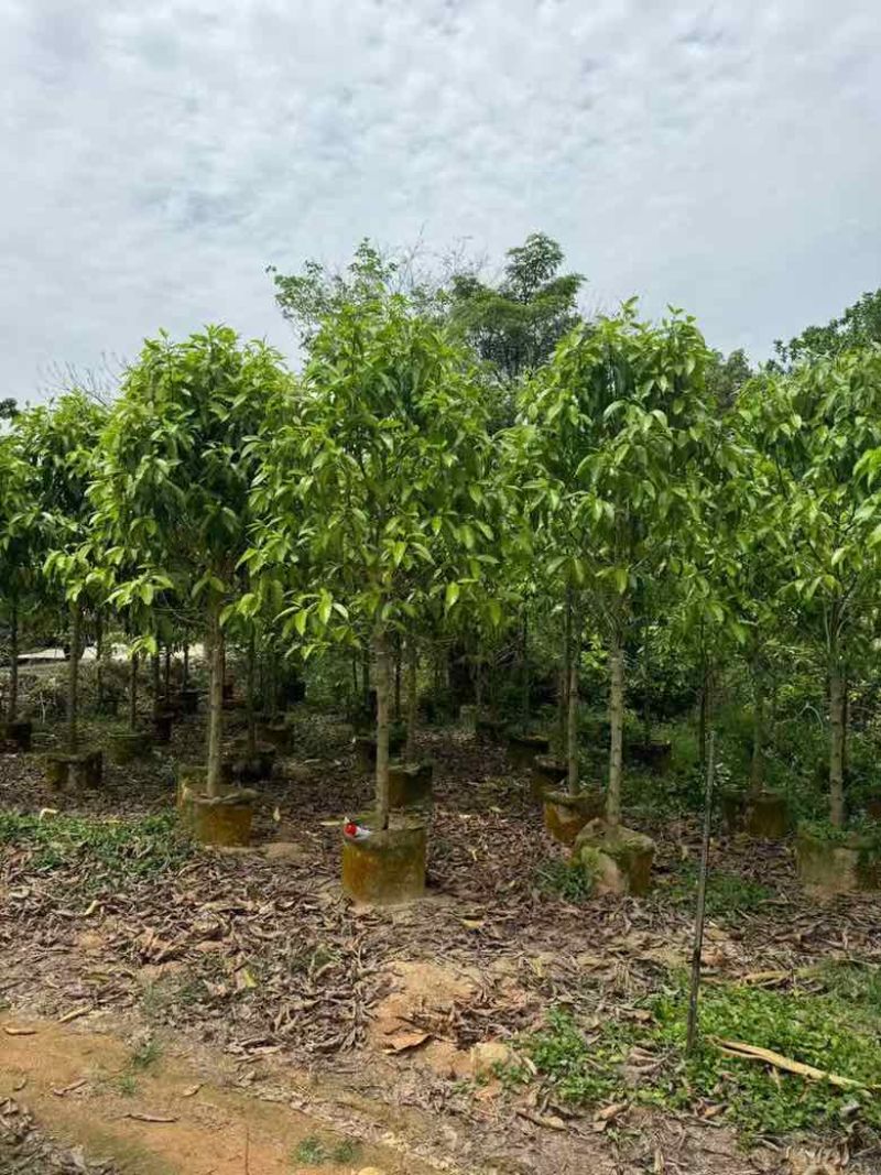 白玉兰3-18分，各种规格，大量低价出售