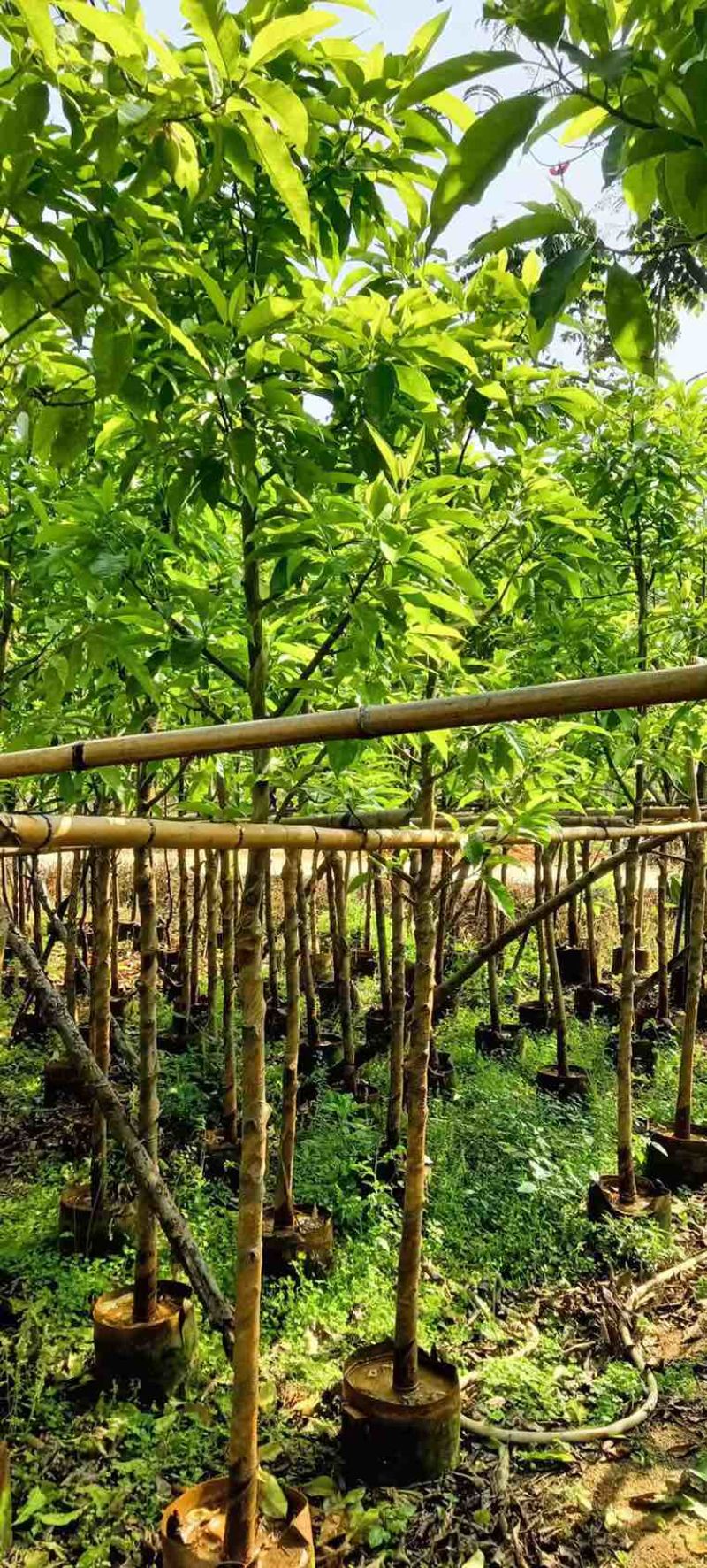 白玉兰3-18分，各种规格，大量低价出售