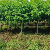 白玉兰3-18分，各种规格，大量低价出售