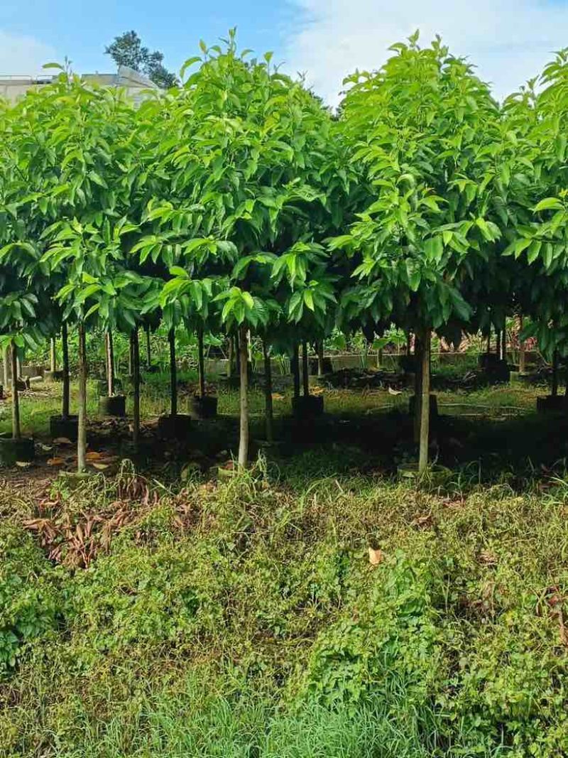 白玉兰3-18分，各种规格，大量低价出售