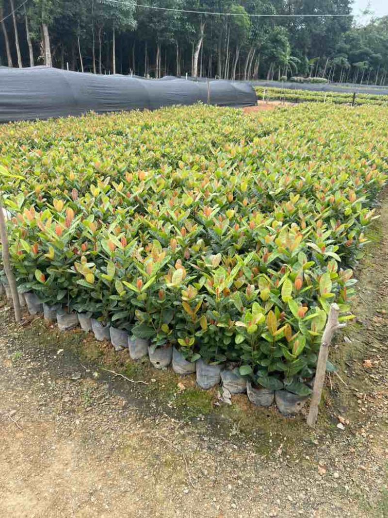龙船花7斤袋，各种规格，大量低价出售