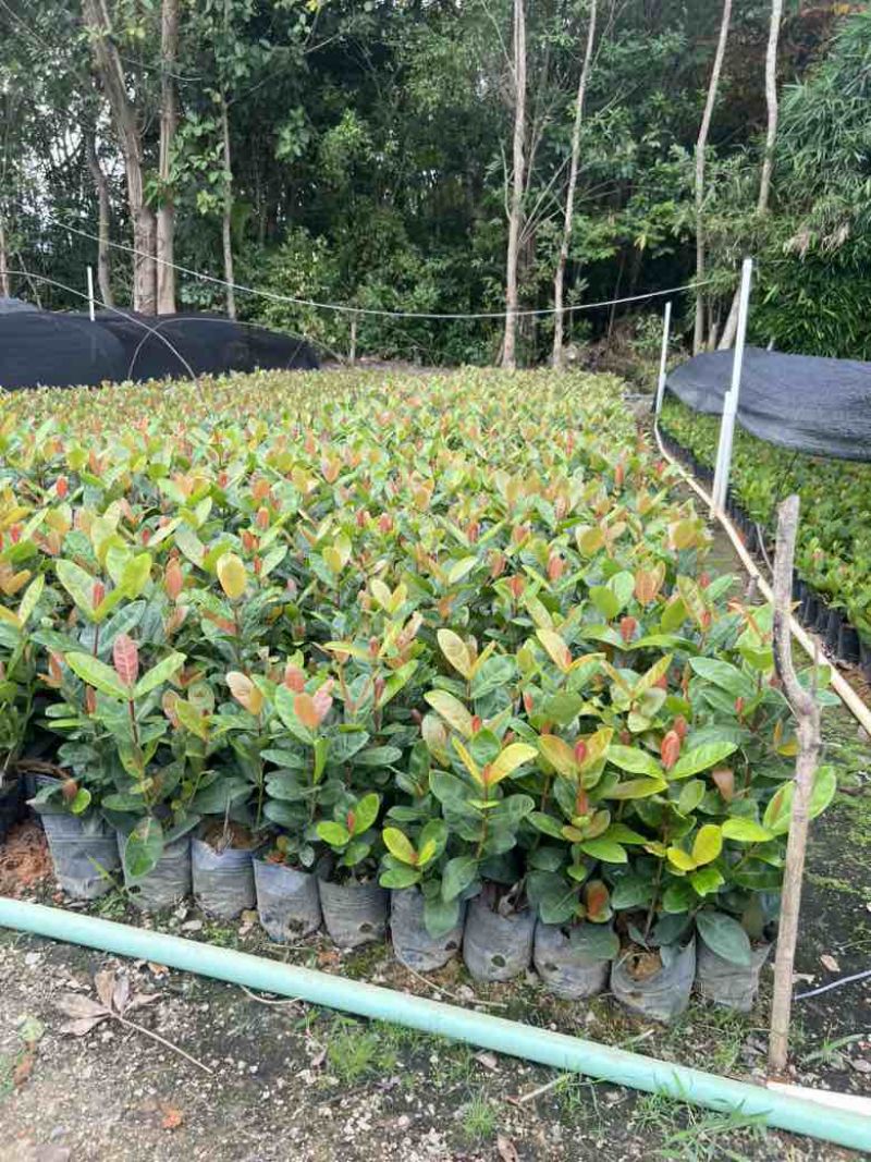 龙船花7斤袋，各种规格，大量低价出售