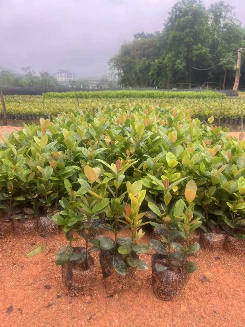 龙船花7斤袋，各种规格，大量低价出售