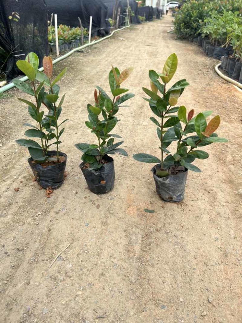龙船花7斤袋，各种规格，大量低价出售