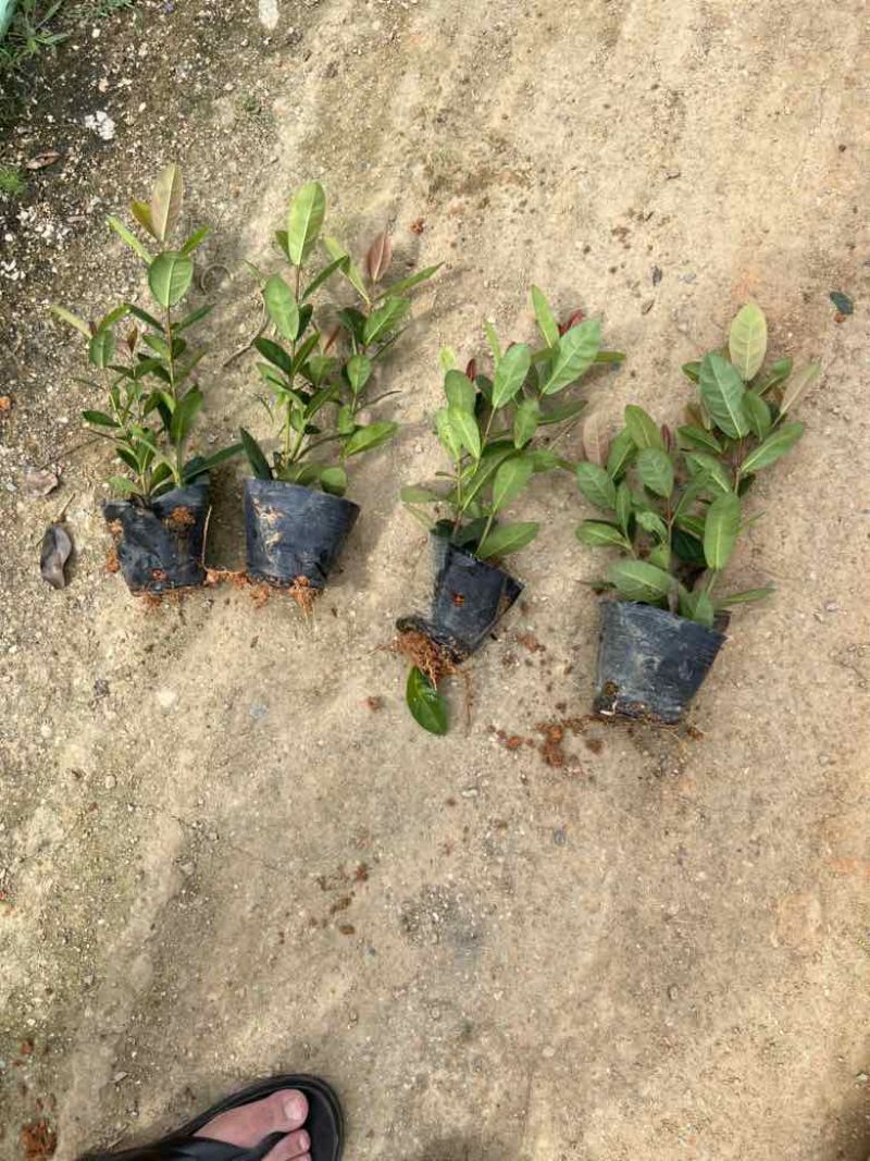龙船花7斤袋，各种规格，大量低价出售