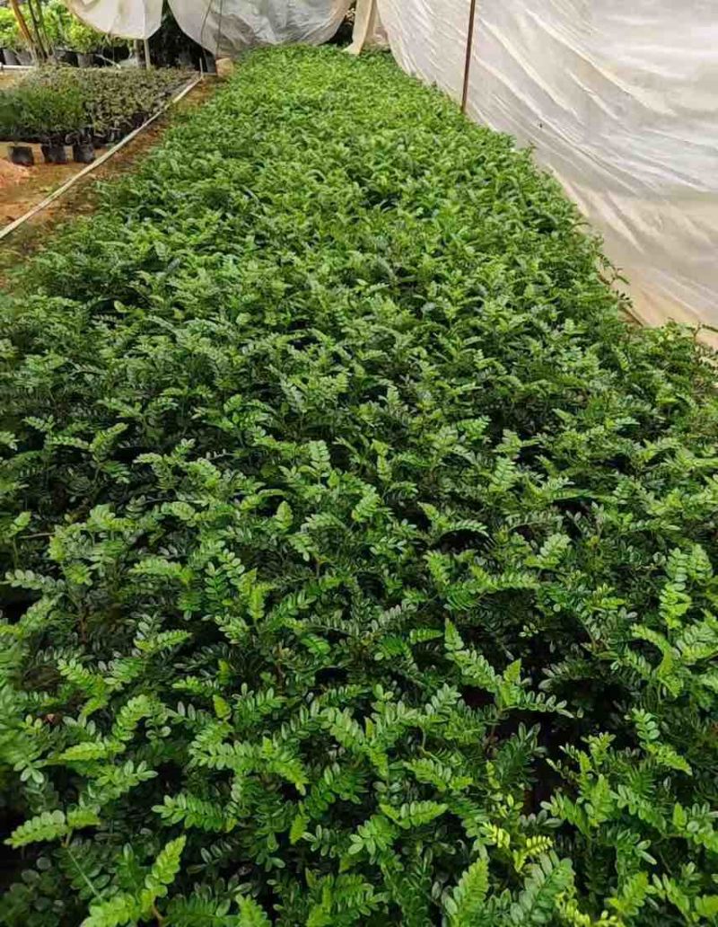 胡椒木7斤袋，大量低价出售
