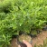 胡椒木7斤袋，大量低价出售