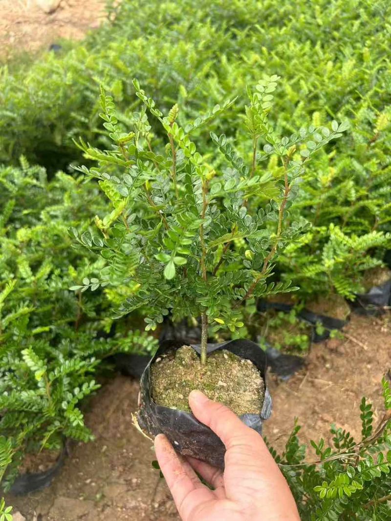 胡椒木7斤袋，大量低价出售