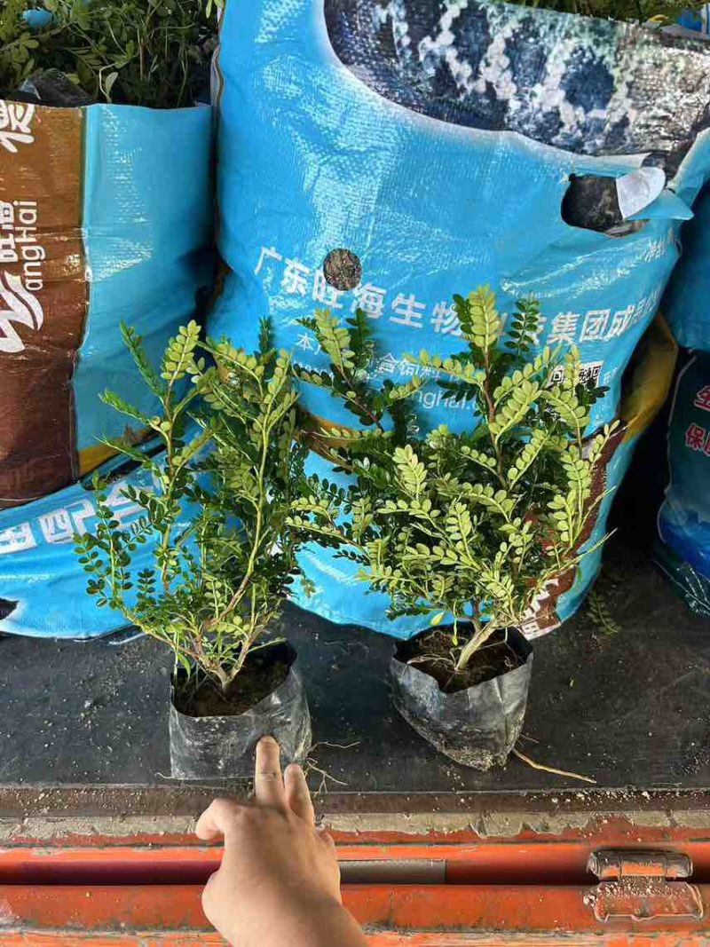 胡椒木7斤袋，大量低价出售