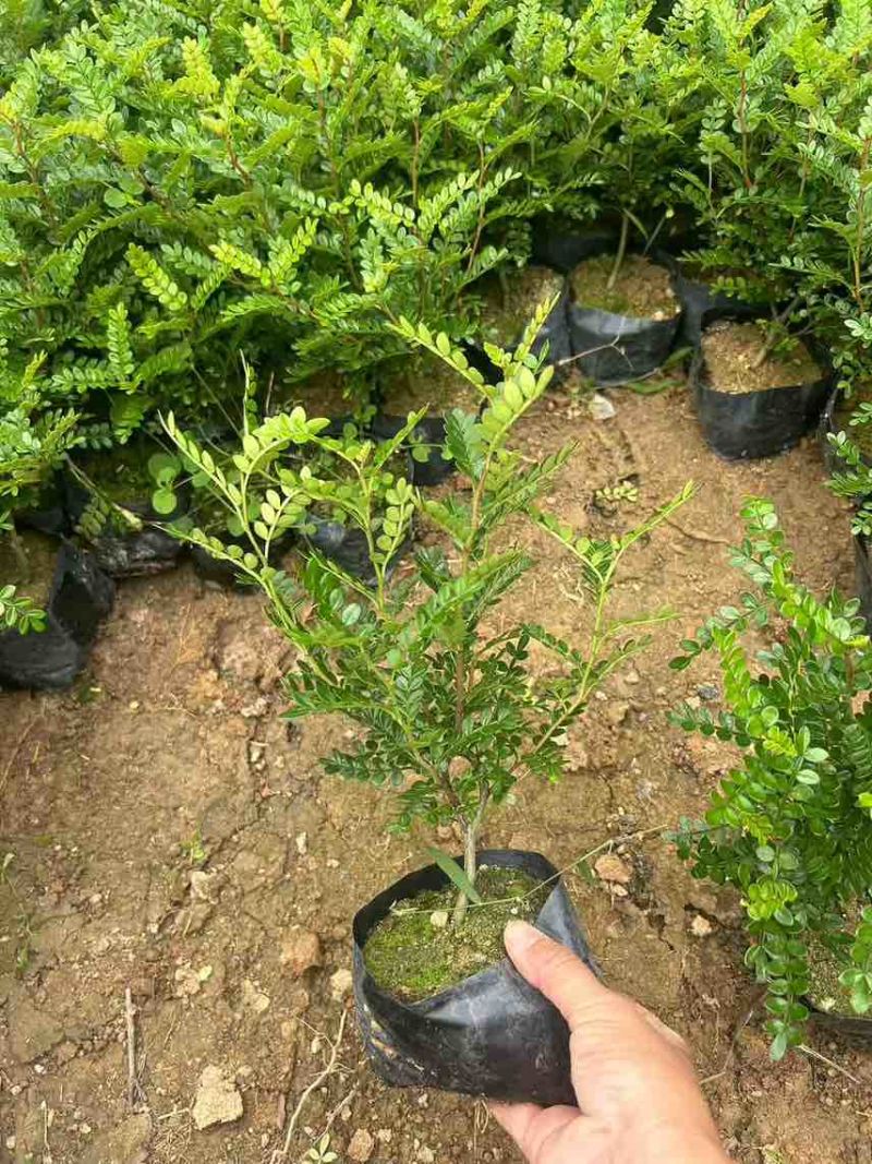 胡椒木7斤袋，大量低价出售