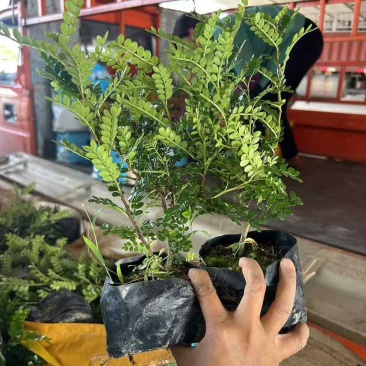 胡椒木7斤袋，大量低价出售