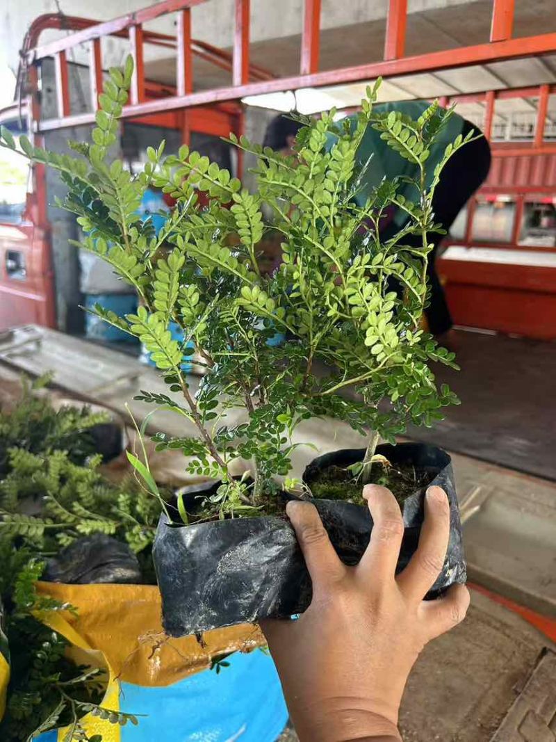 胡椒木7斤袋，大量低价出售