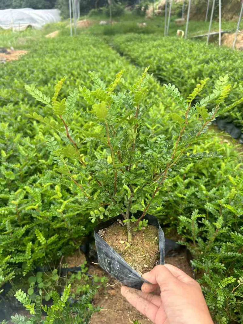 胡椒木7斤袋，大量低价出售