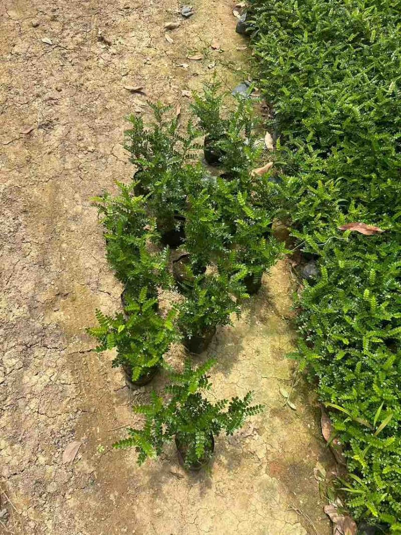 胡椒木7斤袋，大量低价出售