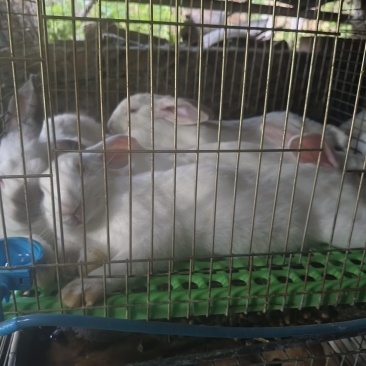 兔子