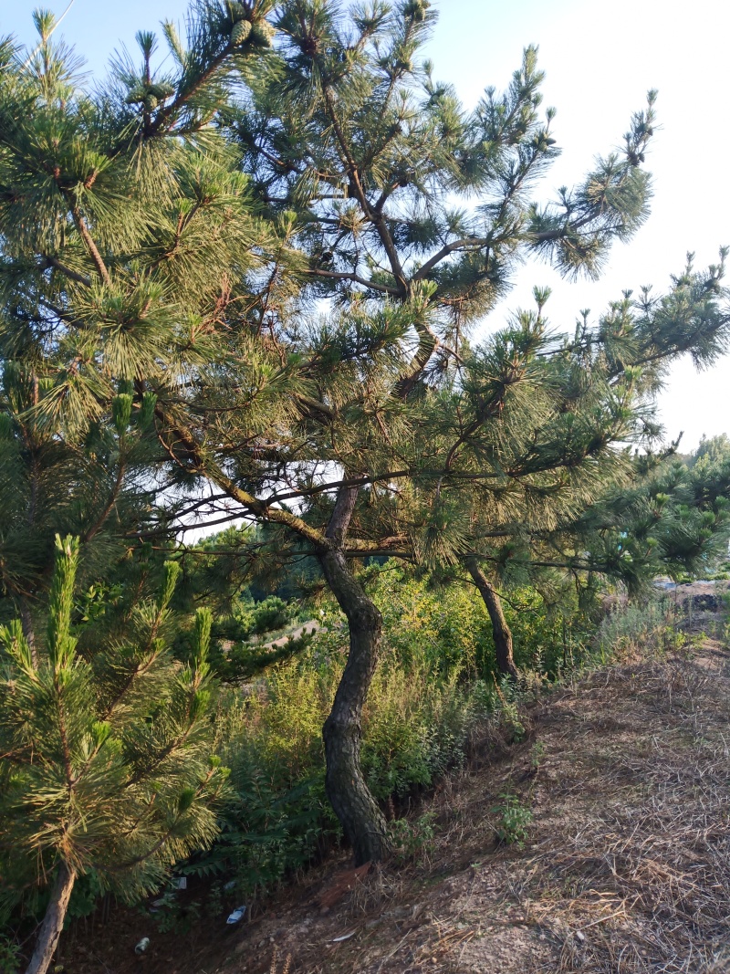 卖造型松，有意者可电话联系