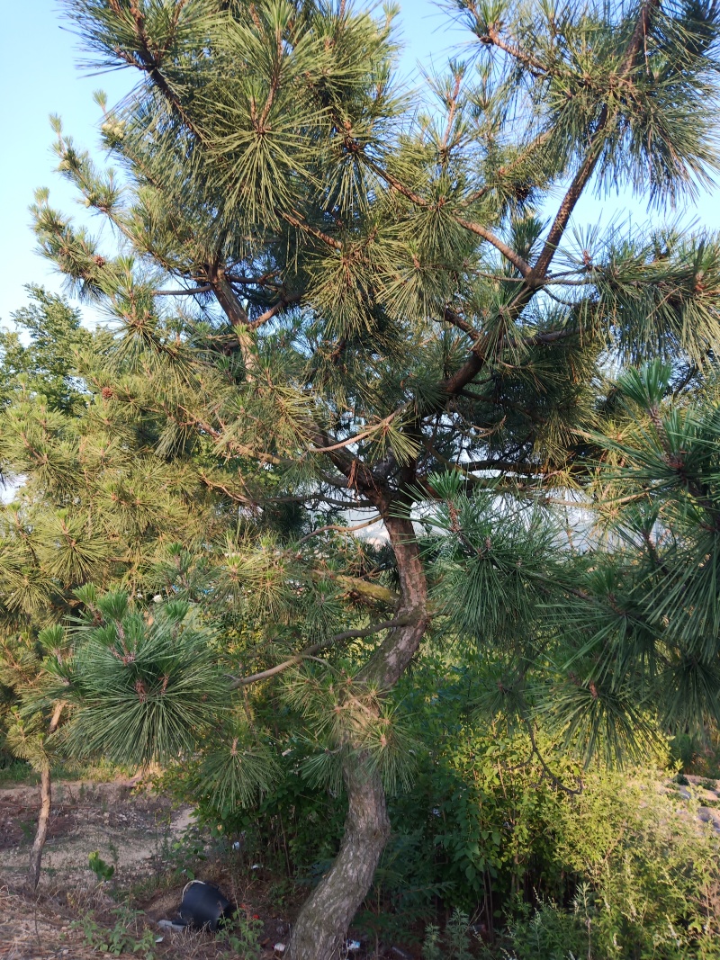 卖造型松，有意者可电话联系