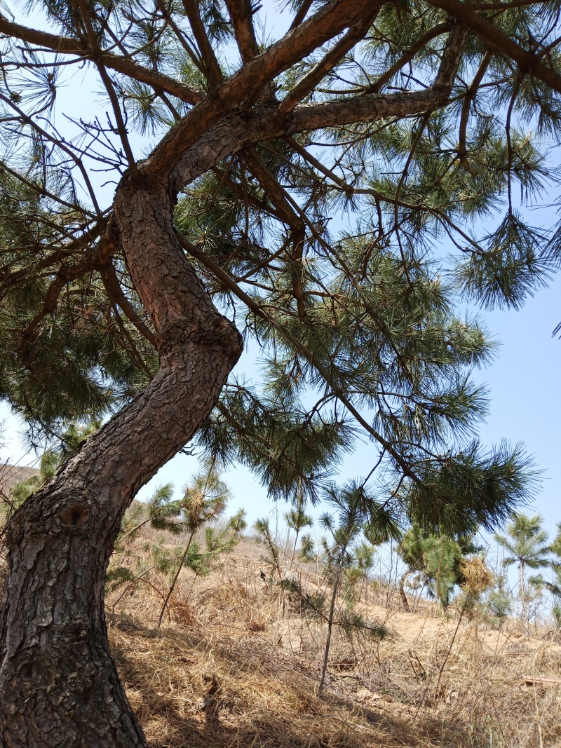 卖造型松，有意者可电话联系